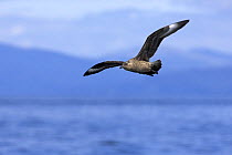 Great skua / bonxie (Stercorarius skua) adult in flight. Inner Hebrides, Scotland. June.