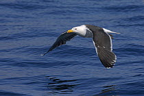 Greater black-backed gull (Larus marinus) adult in flight. Inner Hebrides, Scotland. June.