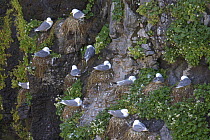 Kittiwake (Rissa tridactyla) adults at breeding cliff. Isle of Lunga, Tresnish Isles, Inner Hebrides, Scotland. June.