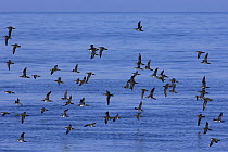 Flock of Manx shearwaters (Puffinus puffinus) in flight over calm sea near the Isle of Mull, Inner Hebrides, Scotland. June.