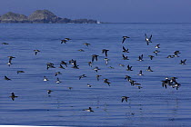 Flock of Manx shearwaters (Puffinus puffinus) in flight over calm sea near the Isle of Mull, Inner Hebrides, Scotland. June.