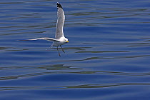 Herring gull (Larus argentatus) adult in flight over calm sea. Inner Hebrides, Scotland. June.