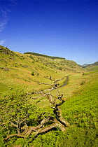 Abergwesyn Common, National Trust. A grass and heather covered plateau, dissected by a deep river valley. Powys, Wales