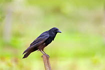 Carrion crow (Corvus corone) perching on post, Wales