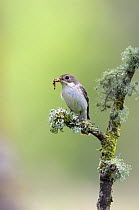 Pied Flycatcher (Ficedula hypoleuca) female on lichen-covered branch, with insects in bill, Wales