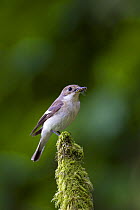 Pied Flycatcher (Ficedula hypoleuca) female on moss-covered branch, with insects in bill, Wales