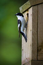 Pied Flycatcher (Ficedula hypoleuca) male, showing BTO (British Trust for Ornithology) ring, at entrance to nest box, Wales