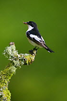 Pied Flycatcher (Ficedula hypoleuca) male on lichen-covered branch with insects in bill, Wales
