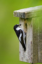 Pied Flycatcher (Ficedula hypoleuca) male at nest box with insects in bill, Wales