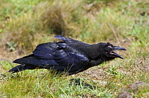 Common raven (Corvus corax) calling, Pembrokeshire, Wales