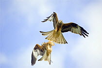 Red Kites (Milvus milvus) in flight, fighting over food, Wales
