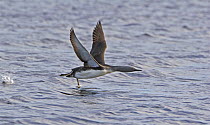 Red-throated Diver / Loon (Gavia stellata) taking off, North Uist, Outer Hebrides, Scotland