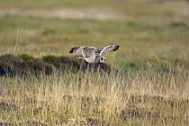 Short eared owl (Asio flammeus) in flight over grassland, North Uist, Outer Hebrides, Scotland