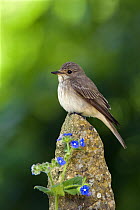 Spotted Flycatcher (Muscicapa striata) on post with blue Alkanet flowers, Somerset, England