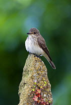 Spotted Flycatcher (Muscicapa striata) on post, Somerset, England