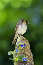 Spotted Flycatcher (Muscicapa striata) with insects in bill, on post with blue Alkanet flowers, Somerset, England