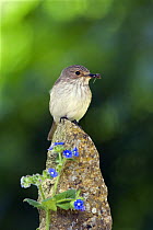 Spotted Flycatcher (Muscicapa striata) with spider in biill, on post with blue Alkanet flowers, Somerset, England