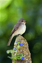 Spotted Flycatcher (Muscicapa striata) with fly in bill, on post with blue Alkanet flowers, Somerset, England