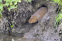 Water Vole (Arvicola terrestris) emerging from burrow on muddy river bank, Wiltshire, England