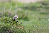 Wheatear (Oenanthe oenanthe) female perched on grassy hummock, North Uist, Scotland