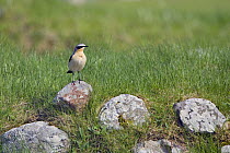 Wheatear (Oenanthe oenanthe) male standing on lichen covered rock, North Uist, Outer Hebrides, Scotland