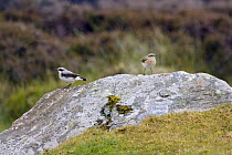 Wheatear (Oenanthe oenanthe) pair on lichen covered rock, North Uist, Outer Hebrides, Scotland
