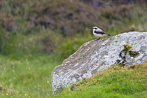 Wheatear (Oenanthe oenanthe) male on lichen covered rock, North Uist, Outer Hebrides, Scotland
