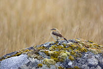 Wheatear (Oenanthe oenanthe) female perched on moss and lichen covered rock, North Uist, Outer Hebrides, Scotland