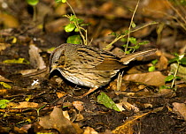 Lincoln's Sparrow (Zonotrichia lincolnii) amongst leaf litter, USA