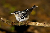 Black-and-white Warbler (Mniotilta varia) female on branch. High Island, Texas , USA