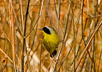 Common Yellowthroat (Geothlypis trichas) male perched amongst twigs, Florida, USA