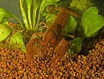 Crayfish (Procambarus shermani) Escambia River floodplain, West Florida. Endemic to USA