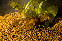 Crayfish (Procambarus shermani) male. Escambia River floodplain, West Florida. Endemic to USA