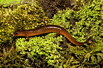 Gulf Coast Mud Salamander (Pseudotriton montanus flavissimus) on moss, North West Florida, USA