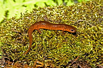 Gulf Coast Mud Salamander (Pseudotriton montanus flavissimus) on moss. Walton Co., West Florida, USA