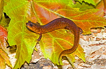Gulf Coast Mud Salamander (Pseudotriton montanus flavissimus) on leaf. West Florida , USA