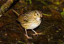 Lincoln's Sparrow (Zonotrichia lincolnii) on woodland floor amongst leaf litter, USA