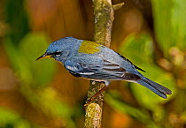 Northern Parula (Parula americana) male on branch, from above. North Florida, USA
