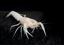 Cave crayfish (Procambarus leitheuseri), USA