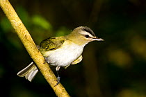 Red-eyed Vireo (Vireo olivaceus) male on branch.   High Island, Texas, USA