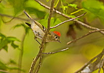 Ruby crowned Kinglet (Regulus calundula) male amongst branches. North Florida, USA