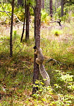Sherman's Fox Squirrel (Sciurus niger shermani) on tree trunk. Species of Special Concern in North Florida, USA