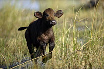 African Buffalo (Syncerus caffer) calf running through a marsh in Marais de Linyanti River, Botswana, Africa