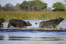 African Buffalos (Syncerus caffer) crossing a lagoon in the Okavango Delta, at Sunset. Part of a herd of more than 2000 Buffalos which crossed the wetlands in Northern Botswana, Africa