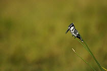 Pied kingfisher (Ceryle rudis) on grasses, Okavango Delta, Botswana, Africa