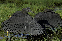 Two black herons (Egretta ardesiaca) on the Okavango Detla, Botswana. The birds' wings form an umbrella over the water so that they can see and hunt fish more easily.
