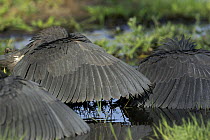 Group of black herons (Egretta ardesiaca) on the Okavango Detla, Botswana. The birds' wings form an umbrella over the water so that they can see and hunt fish more easily