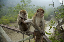 Two Crab eating / Long tailed macaques (Macaca fascicularis) grooming, Bako National Park, Sarawak, Borneo, Malaysia