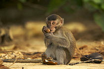 Juvenile Crab eating / Long tailed macaque (Macaca fascicularis) eating nut. Bako National Park, Sarawak, Borneo, Malaysia