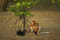 Proboscis monkey (Nasalis larvatus) male in mangrove swamp at low tide, sitting vocalising. Bako National Park, Sarawak, Borneo, Malaysia